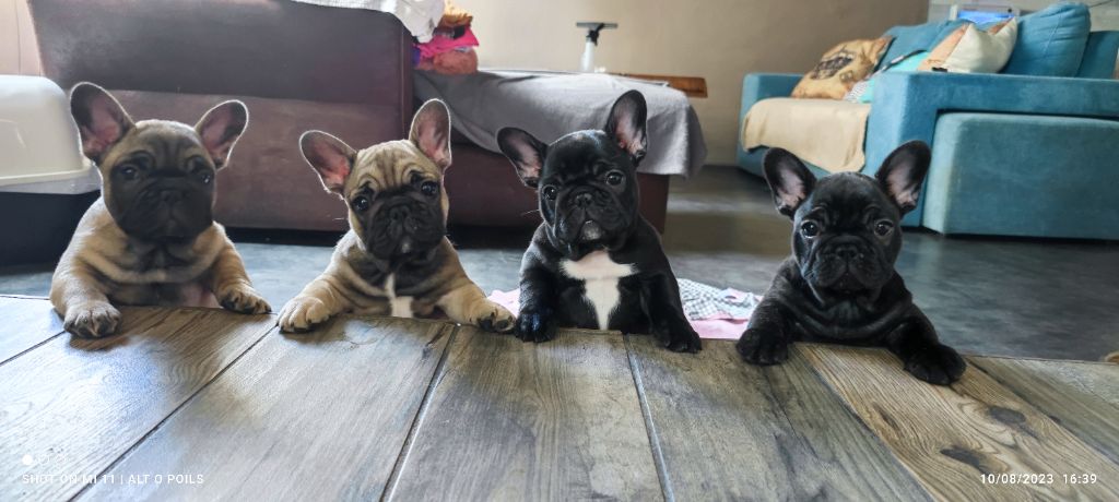 chiot Bouledogue français L'Etoile Etnaë