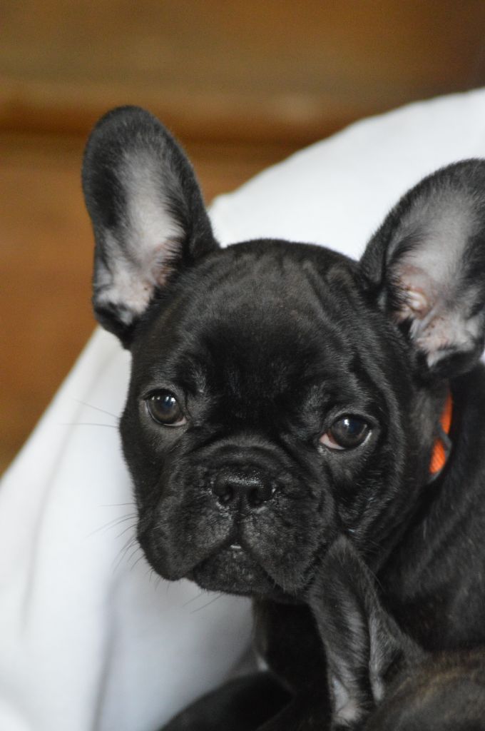 L'Etoile Etnaë - Chiots disponibles - Bouledogue français