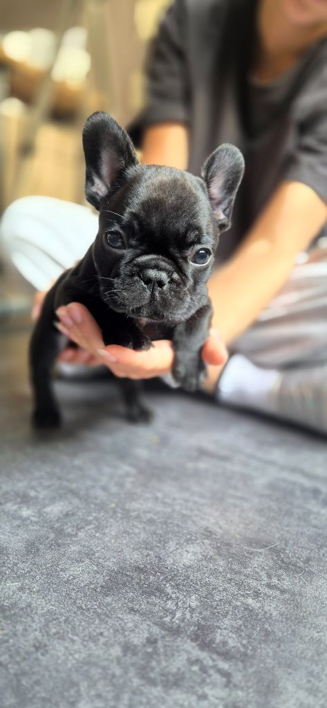 L'Etoile Etnaë - Chiots disponibles - Bouledogue français