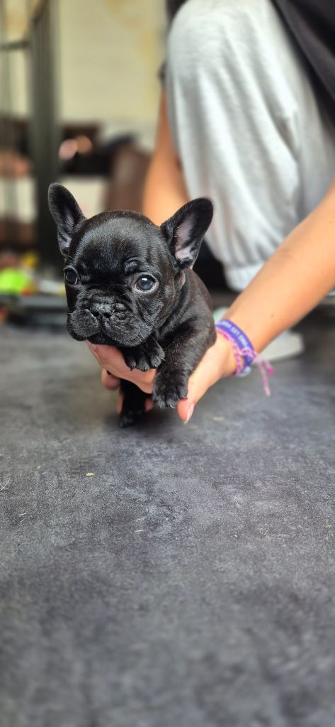 L'Etoile Etnaë - Chiots disponibles - Bouledogue français
