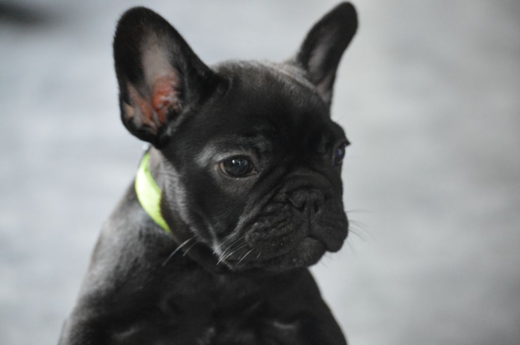 L'Etoile Etnaë - Chiots disponibles - Bouledogue français