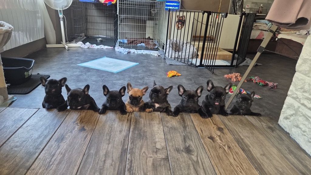 Chiot Bouledogue français L'Etoile Etnaë