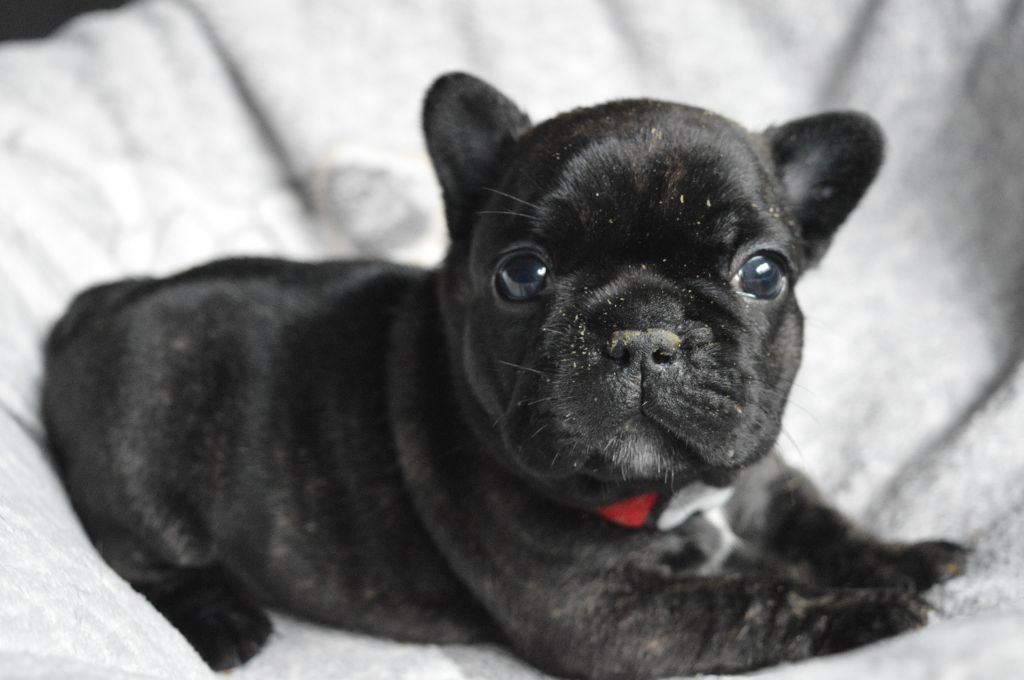 L'Etoile Etnaë - Chiots disponibles - Bouledogue français