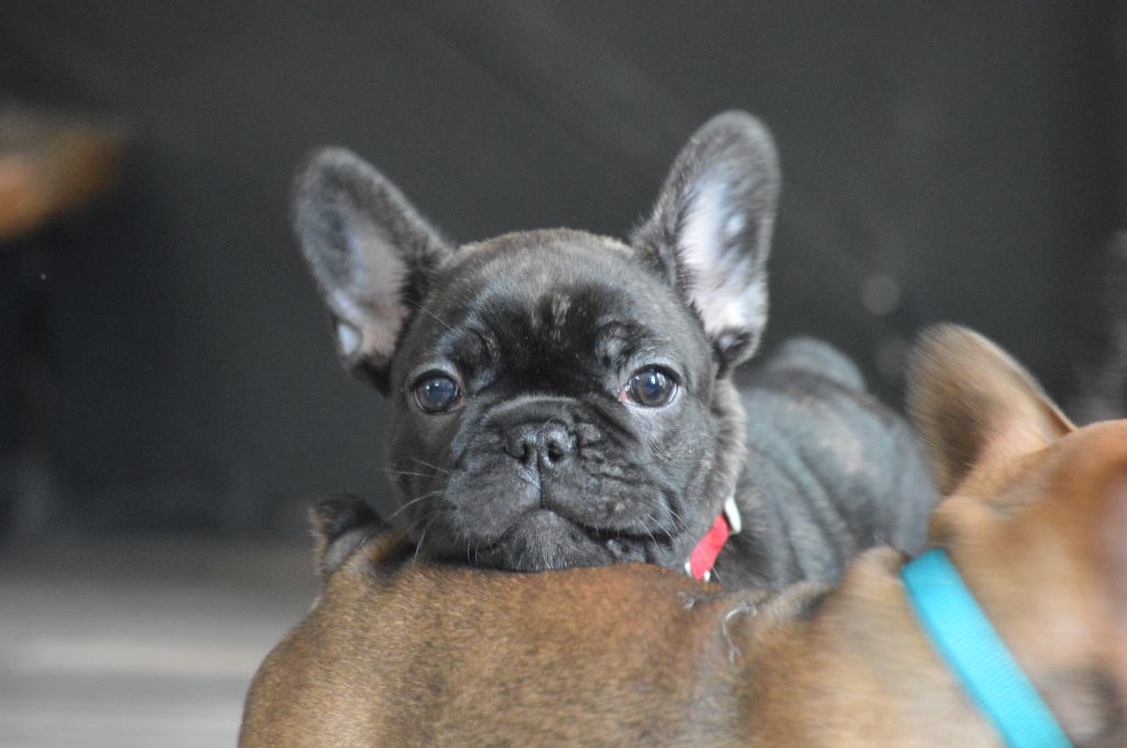 L'Etoile Etnaë - Chiots disponibles - Bouledogue français