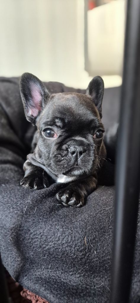 L'Etoile Etnaë - Chiots disponibles - Bouledogue français