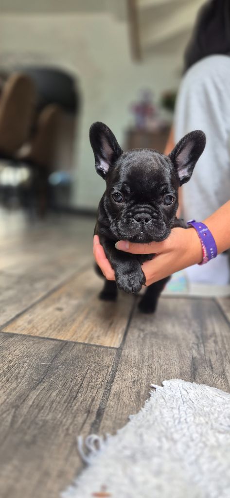 L'Etoile Etnaë - Chiots disponibles - Bouledogue français