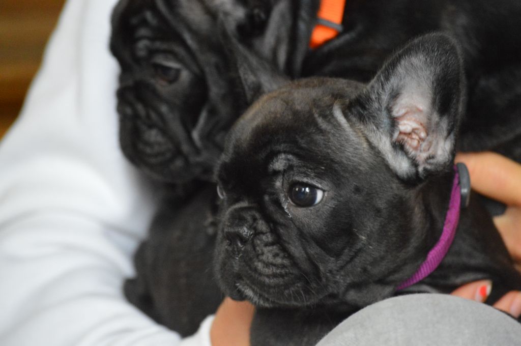 L'Etoile Etnaë - Chiots disponibles - Bouledogue français