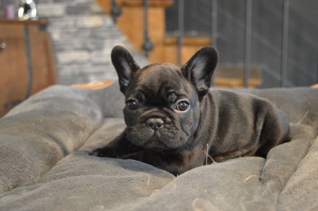 L'Etoile Etnaë - Chiots disponibles - Bouledogue français